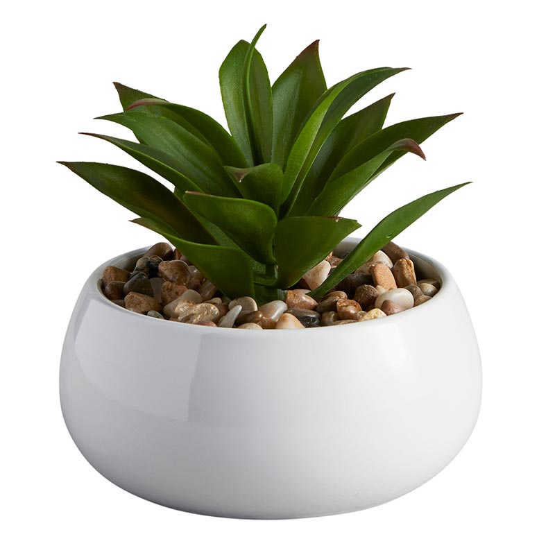 Succulent in White Pot - Nodulosa